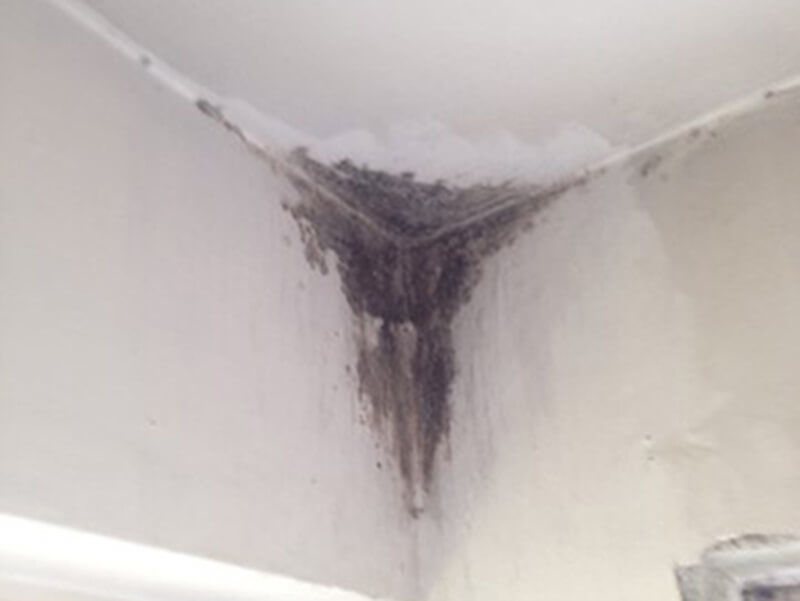 Active and permanent mold prevention
