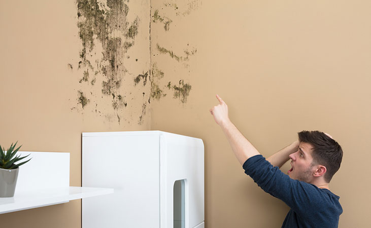 Eliminate mold forever with these two steps!